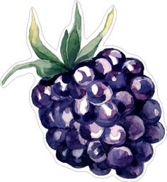 a watercolor drawing of a blackberry with leaves on it's top and bottom