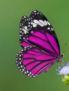 a purple and white butterfly sitting on top of a pink flower next to green background