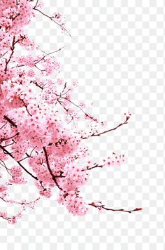 pink flowers on the branches of a tree, hd png clipart transparent background