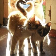 three cats are standing in the sunlight near a door and one cat is looking at the camera