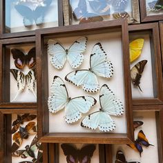 a group of framed butterflies sitting inside of a wooden frame