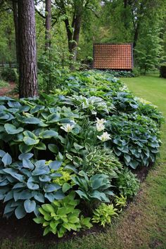 there are many different types of plants in the garden, including hosters and shrubs