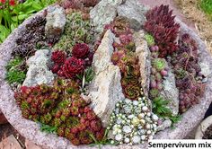 an assortment of succulents in a stone bowl