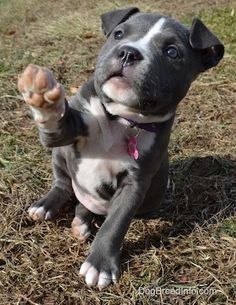 a small gray and white dog sitting in the grass with its paw up to the camera