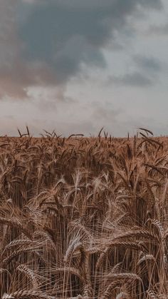 a large field of wheat under a cloudy sky