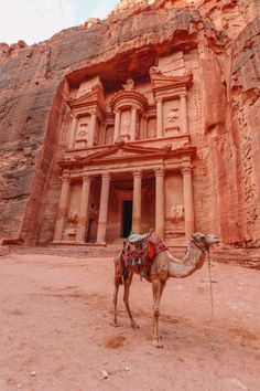 a camel standing in front of an ancient building