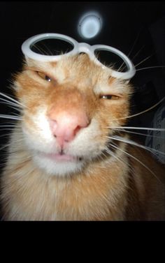 an orange and white cat wearing goggles on it's head in the dark