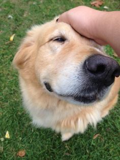 a close up of a person petting a dog's nose on the grass