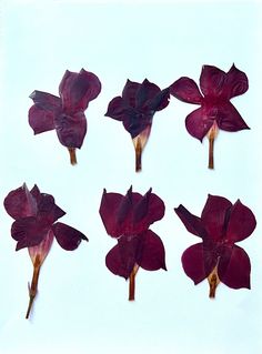 several red flowers are arranged on a white surface