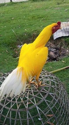 a yellow and white bird standing on top of a wire basket