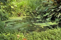 a pond surrounded by lush green plants and trees