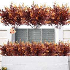 an assortment of plants in a window box