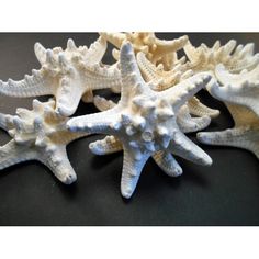 several white sea stars on a black surface