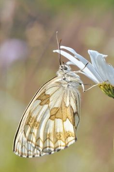 a large white butterfly sitting on top of a flower