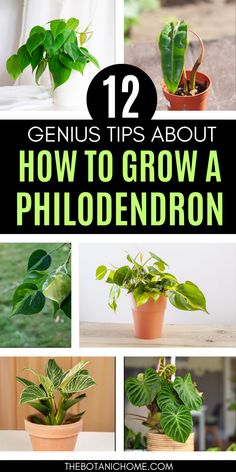 A vibrant Philodendron Birkin displayed indoors, showcasing the beauty of healthy Philodendron Plants with dark green leaves, perfect for any home gardener seeking Philodendron Plant Care. Philodendrons Plants, Plant Knowledge, Philodendron Birkin, Philodendron Care, Planting Tips, Philodendron Plant