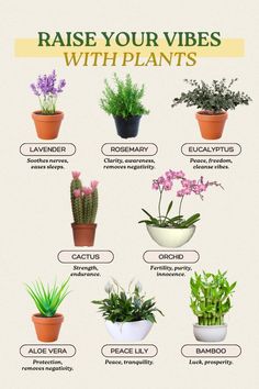 a poster showing different types of plants in pots with names on the front and side