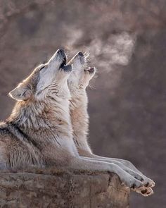 two wolfs are sitting on top of a wall and looking up at the sky