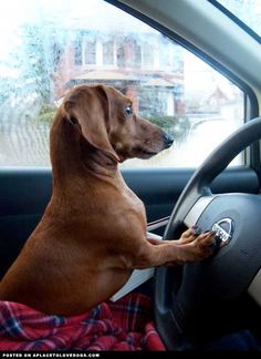 a brown dog sitting in the driver's seat of a car