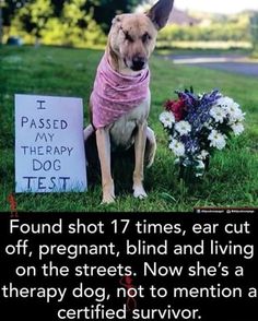 a dog sitting in the grass next to a sign