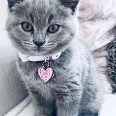 a gray cat with a pink heart tag on it's collar sitting on a couch