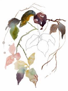 a watercolor painting of leaves on a white background