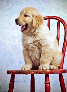 a dog sitting on top of a red chair with its head turned to the side