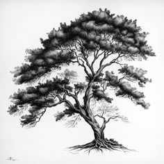 a black and white drawing of a tree