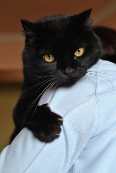 a black cat is sitting on the arm of someone's blue shirt and looking at the camera