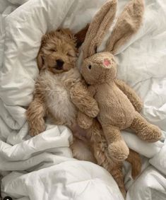 a dog and a stuffed animal are laying in bed