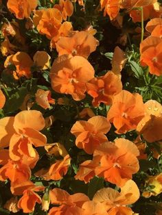 orange flowers with green leaves in the background