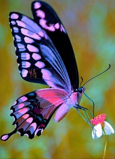 a pink and black butterfly sitting on top of a flower