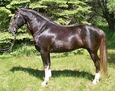 a brown horse standing on top of a lush green field next to a tree filled forest