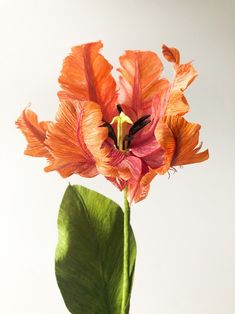 an orange and pink flower in a vase with green leafy stems on a white background