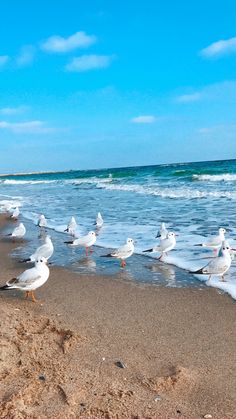 many seagulls are standing on the beach near the water