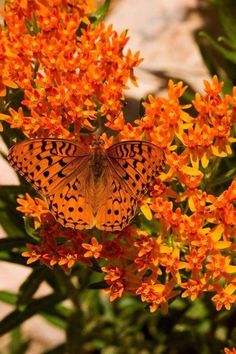 an orange and black butterfly sitting on some yellow flowers