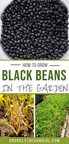 black beans in the garden with text overlay that reads how to grow black beans in the garden