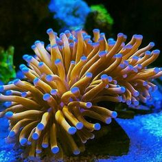 an orange and white sea anemone in the water with blue algae around it