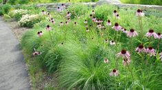 some pink flowers and green grass near a path in the middle of a field with rocks