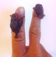 a person's hand holding two small bats