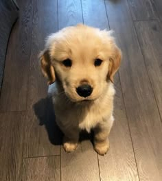 a puppy sitting on the floor looking at the camera