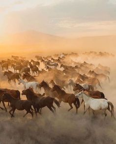 a herd of horses running across a dusty field