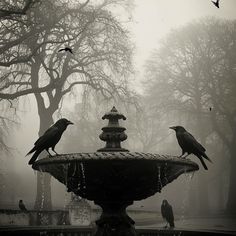 two black birds sitting on top of a fountain in the middle of a foggy park