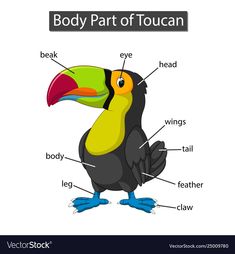 the parts of a toucan on a white background