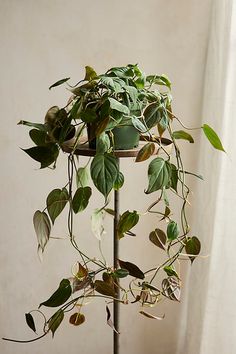 a potted plant is sitting on top of a metal stand with green plants growing out of it