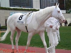 White Vessel (JPN) (Kurofune - Shirayukihime [JPN]). Northern Dancer line through Deputy Minister (inducted 1988) on top and Sunday Silence on distaff side. He is the full brother of white tb Yukichan (JPN), black type winning mare.    There was a spate of dominant white or sabino thoroughbreds racing in Japan. The causative mutation for this family of white Thoroughbreds remains to be discovered. They exhibit white or almost white hoofs and sometimes a glass (blue) eye and expressed genes. Ahal Teke, Unique Horses, Rare Horses, Gorgeous Horses, Race Horse, Albino Animals, Loving Animals