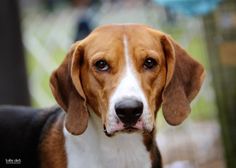 American Foxhound. American Foxhound Dog, Foxhound Puppy, Quick Brown Fox Jumps Over The Lazy Dog, Fox Hounds, Fox And Hound, Beagle Funny, Fox Hound, Foxhound Dog