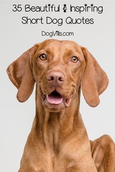 a brown dog sitting down with the caption 35 beautiful and inspirational short dog quotes