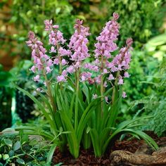 pink flowers are blooming in the garden next to green plants and rocks on the ground