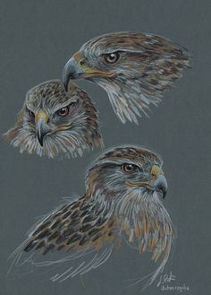 two brown and white birds on a gray background