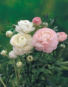 pink and white flowers are in a vase on the table with greenery behind them